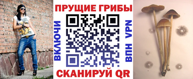 Псилоцибиновые грибы Psilocybe Котельнич